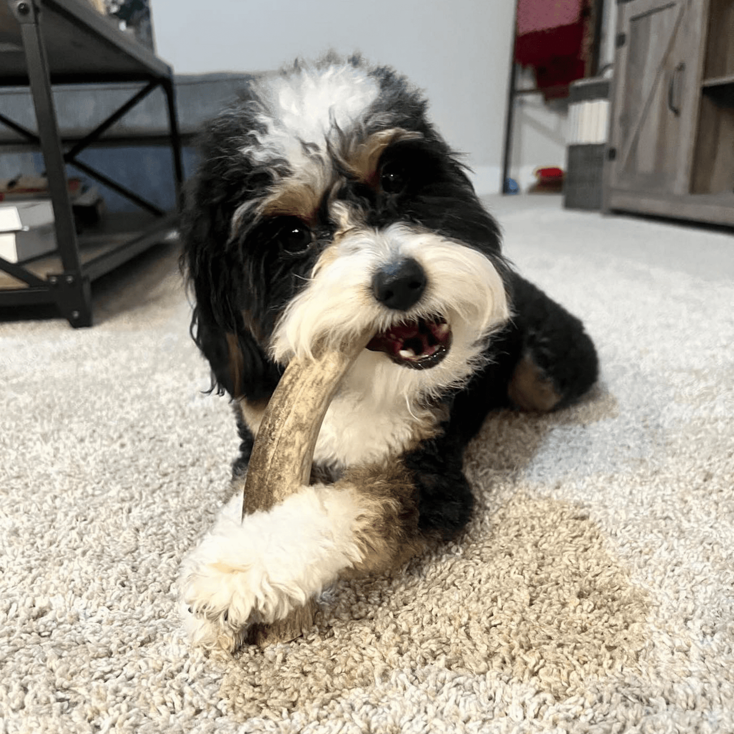 ELK ANTLERS FOR DOGS | WHOLE AND SPLIT ELK ANTLER CHEWS