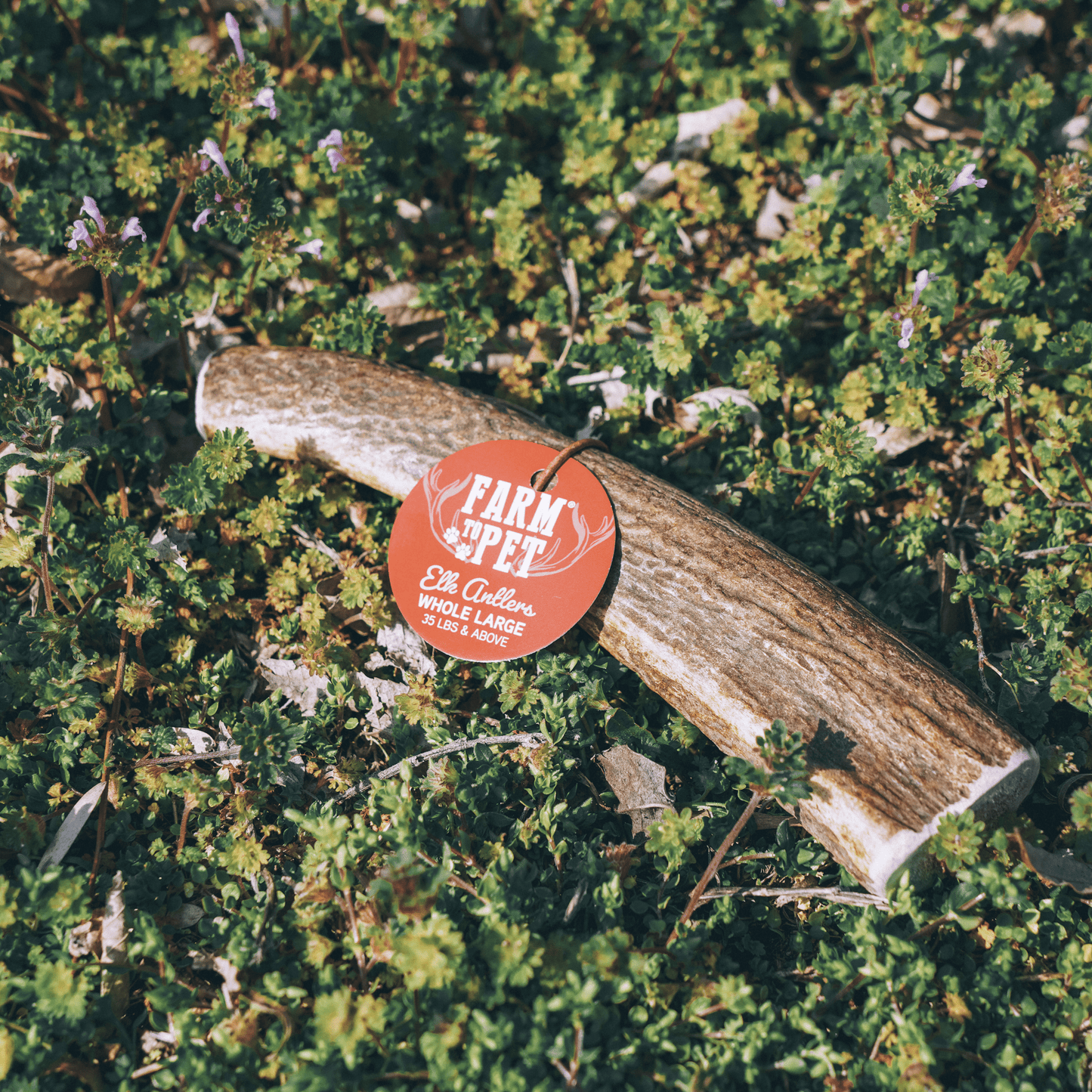 ELK ANTLERS FOR DOGS | WHOLE AND SPLIT ELK ANTLER CHEWS