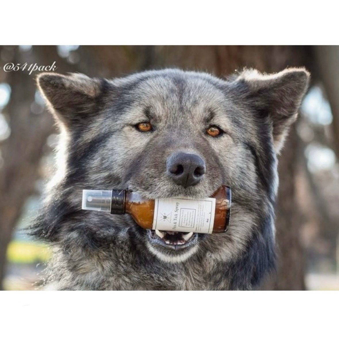 All Natural Flea & Tick Spray - For Dogs (8oz or 16oz)